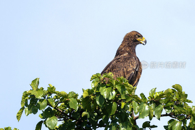 a brown eagle on a tree in Maasai Mara NP
